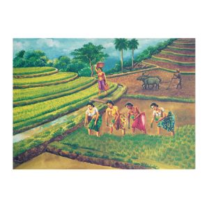 04 CAB SG Paddy Cultivation, Traditional Farming Methods, Terraced Paddy Fields RS 50