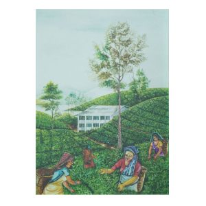 13 CBAO SG beautiful painting depicting a scenic tea plantation landscape in the hill country of Sri Lanka RS 50