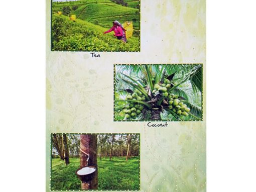20 CB0 BL -Sri Lanka’s Three Major Plantation Crops
