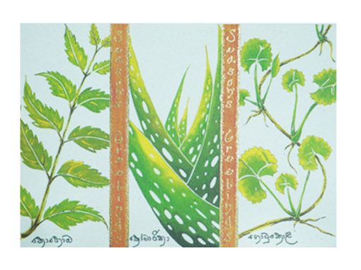 36 CAC SG – Traditional Medicinal Plants of Sri Lanka
